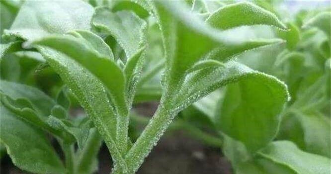 食物|人到中年想长寿，可常吃3种食物，营养丰富，健脑益智，早吃早好