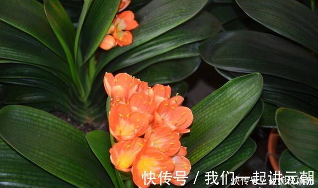 土壤|高手”用“黄土”养君子兰,一棵君子兰,不断生小芽,变成几十盆