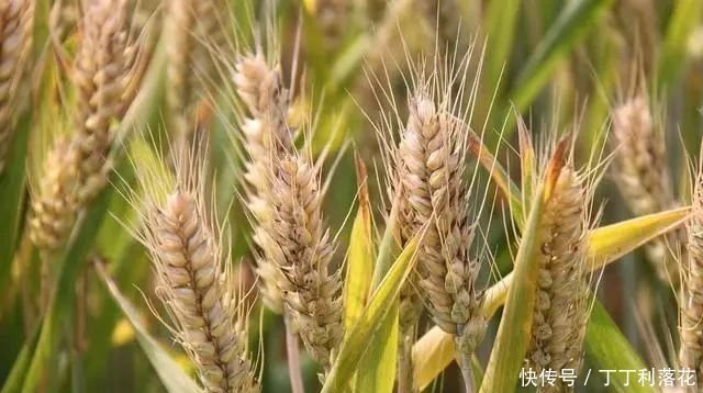 替代品|安眠药“替代品”被找到,早晚喝两口,养血安神,睡眠或不堪忧