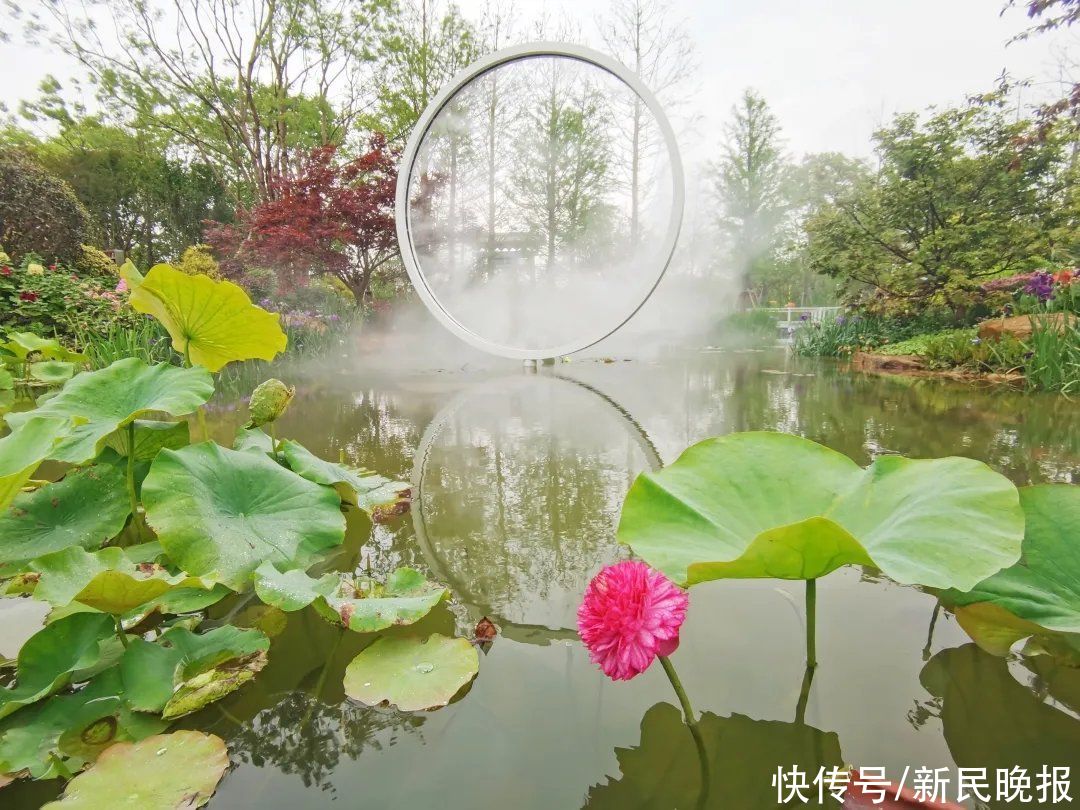 荷莲|一朵荷花千片花瓣！花博会“镇池之宝”来啦