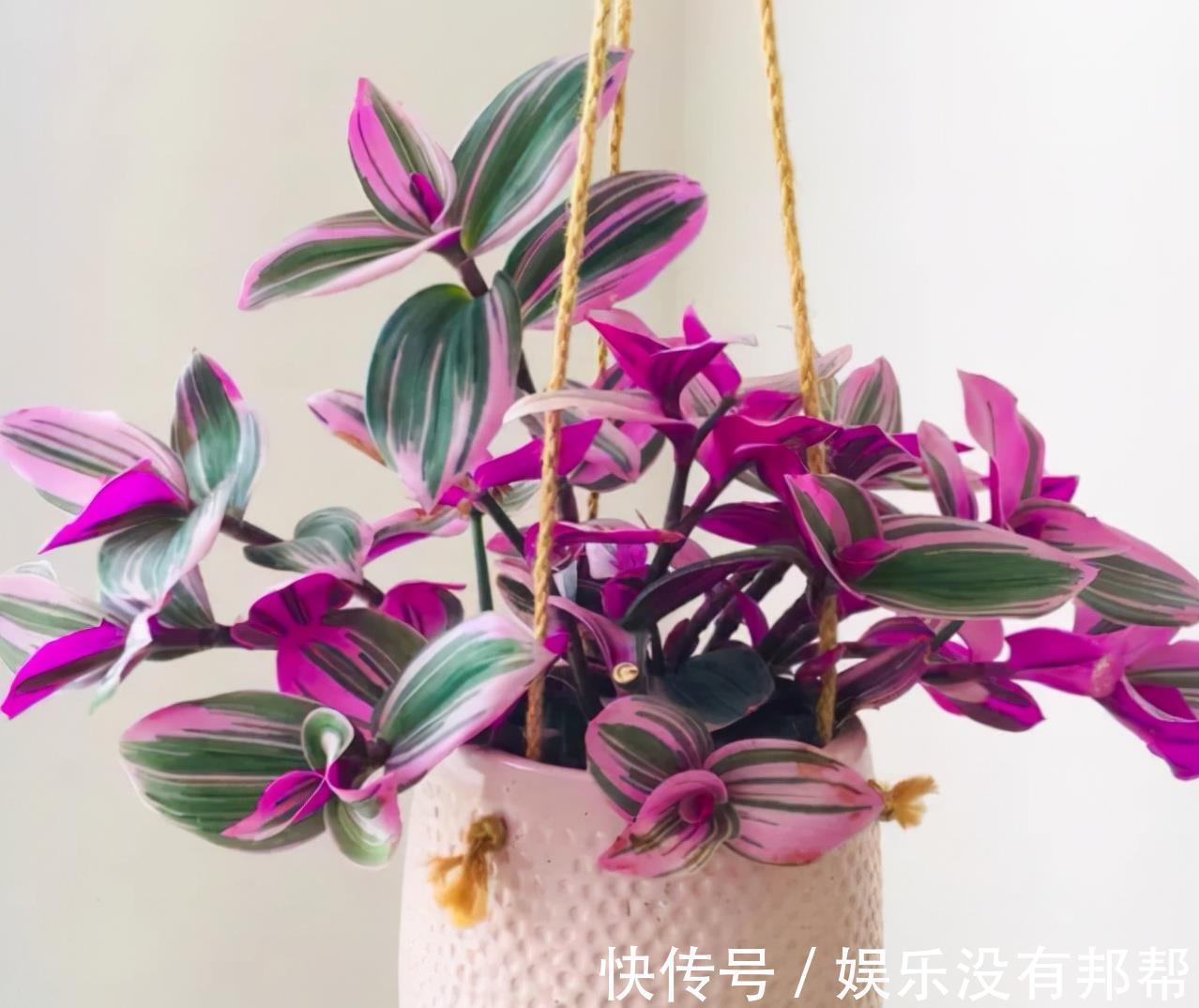 叶片|4种高颜值吊兰,颜色丰富还好养,更适合新手去养
