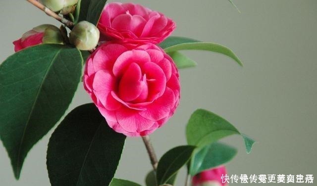 空气湿度|茶花掉花苞的原因,藏在一句“顺口溜”里,古人的经验,值得借鉴!