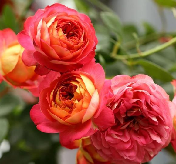 春天里|7种月季,不怕酷夏,30度也开得美,一开上百天,值得入手的品种