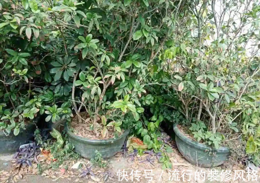 黄叶|养花“黑名单”实在太难养,心累