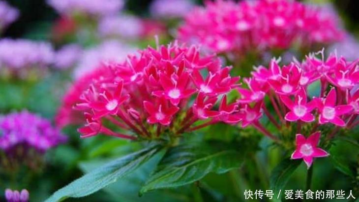 此花吊起来养,漂亮不占地,高端大气上档次,人见人爱!