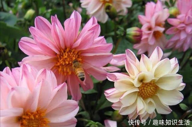 养菊花不如养此花,花开三季,秋后翻出一堆小地瓜!