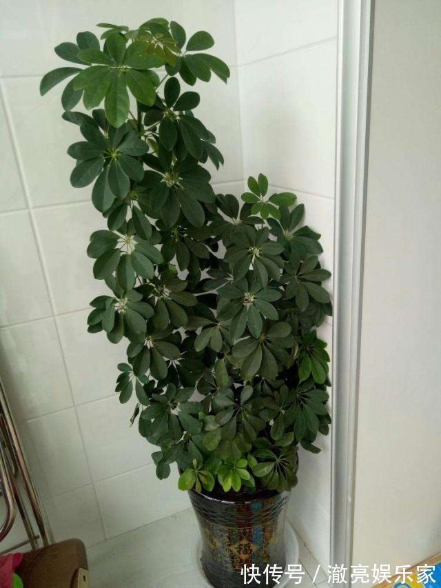 修剪|家养“招财树”，一根孤零零一刀修剪，枝繁叶茂，财源广进