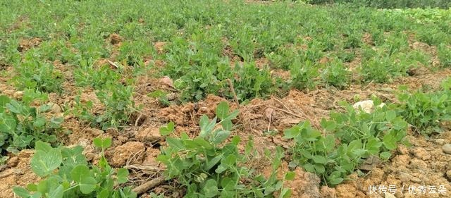 清妍豌豆开白花,用心赏悦美如画