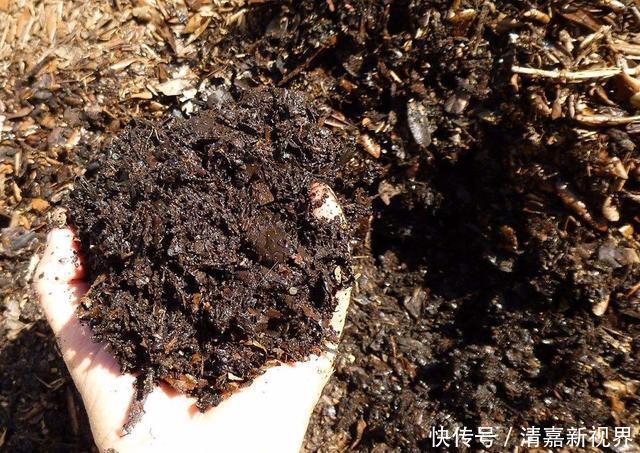 灭菌|养花的土，这样消毒“处理一下”，没有虫子病菌，花草长得旺！