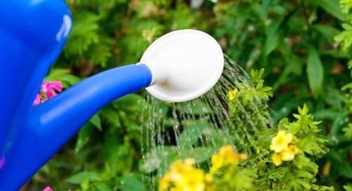 这5样“小药丸”不值钱，过期了却仍能磨粉养花，好处多多