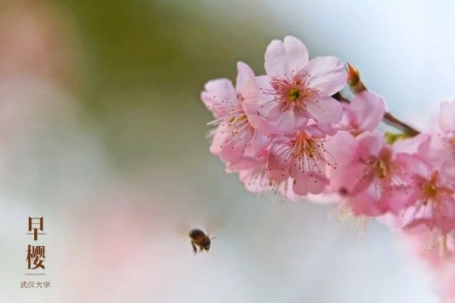 老年|除了每人10000元，一年后武大再兑现承诺！