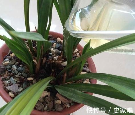 兰花长得像草，叶片干黄，赶紧此样做，入秋注意3点，长势旺