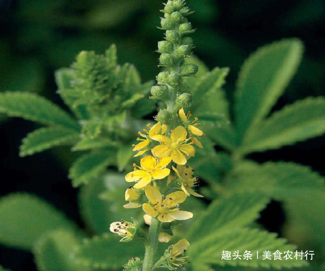 抗癌|生长于路旁的“老鹤嘴”,很多人都见过,但却不知其抗癌效果极佳