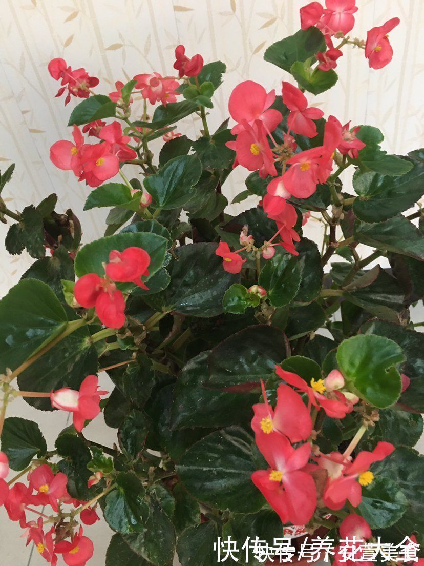 根系|养花烂根不光浇水太多，其实有4个原因，对症下药是关键