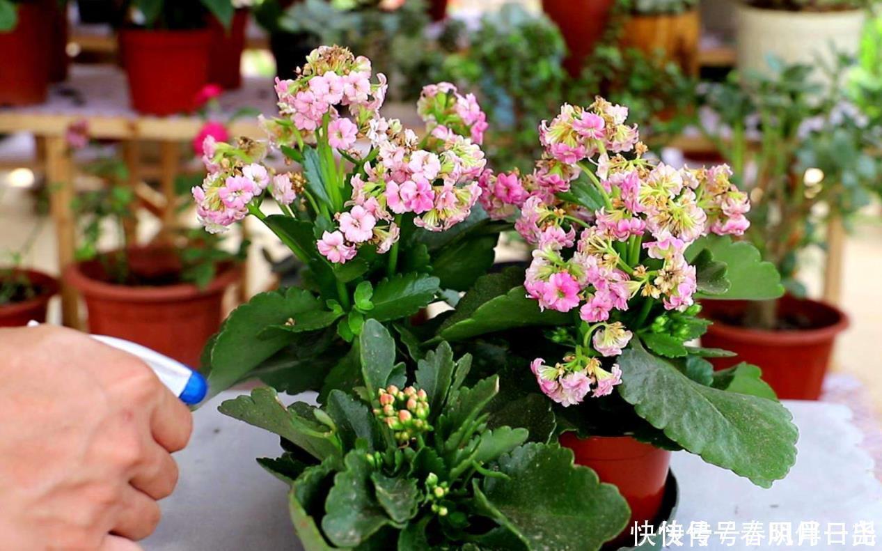 施肥|长寿花谢后别闲着,学会3个“巧”,多次开花易如反掌,花量也大