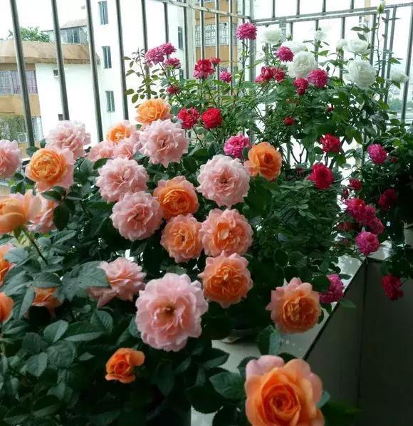 月季|五月修剪月季花,3个技巧掌握好,下一茬开花更劲爆