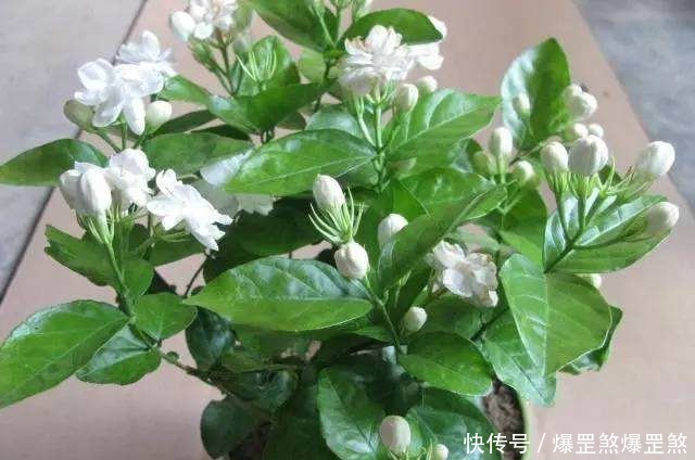 茉莉花的养护技巧，记住这几点，才能花开爆盆芳香四溢！