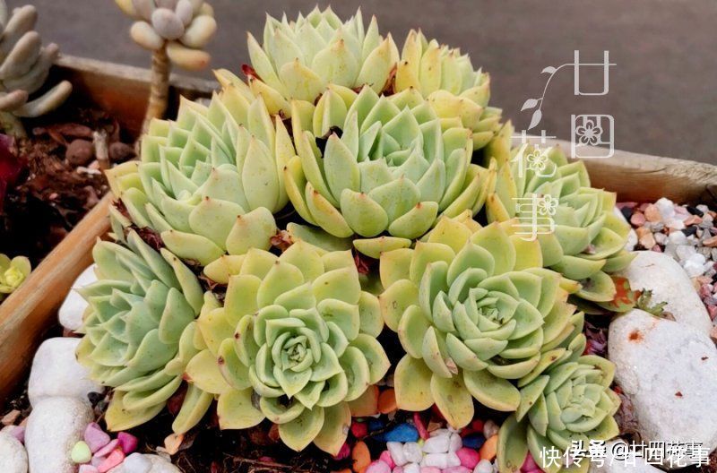 烂根|多肉度夏别折腾，不求美丽，但求平安，注意5点轻松“过关”