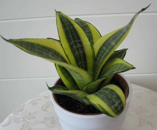 这几种高档花,摆在客厅,高级不失优雅感,养护简单四季常绿