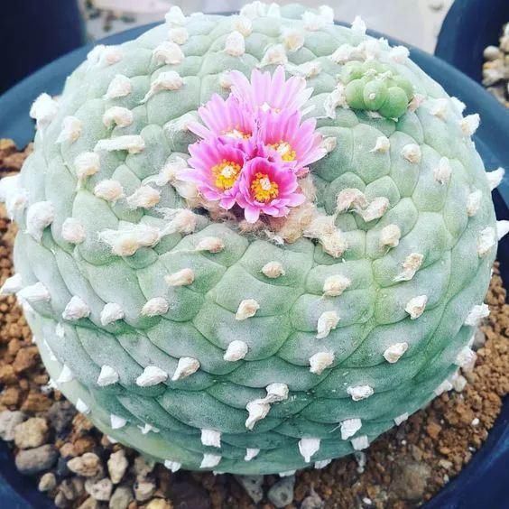 世界上最名贵的花,一盆就是一座房子!