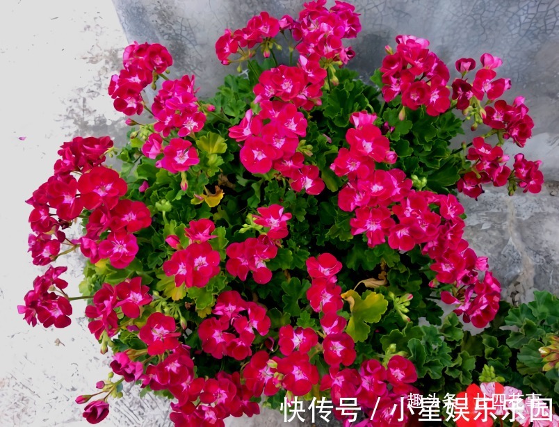 大花球|6种花，长高就“变丑”，株型低矮才“漂亮”，要舍得剪！