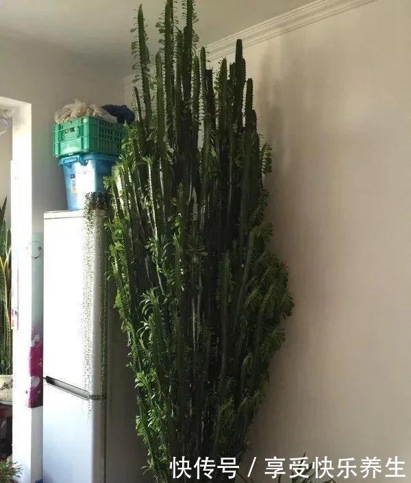 8种镇宅花,窗户边养一棵,霸气又镇宅!