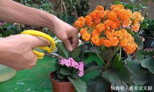 6种常见“花卉”,养在家里要“舍得剪”,越剪越“旺盛”
