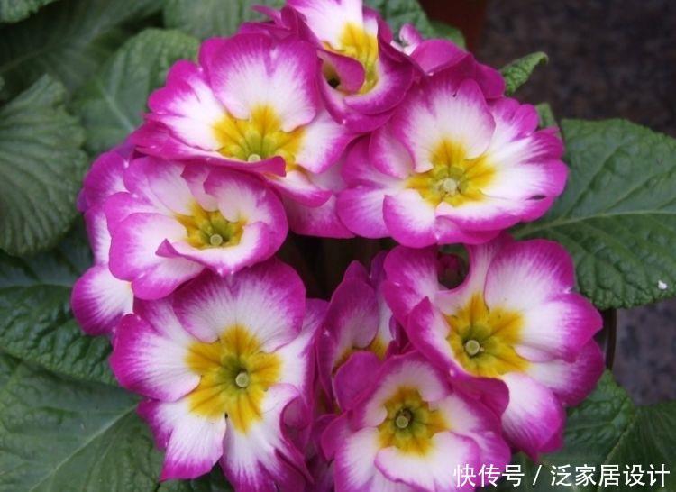 4种花养家里,美得倾国倾城,盆盆开成大花球