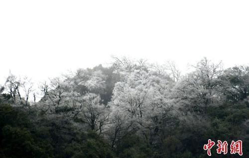 杏花|四川古蔺夜间降雪 虎头山上再现雾凇景观