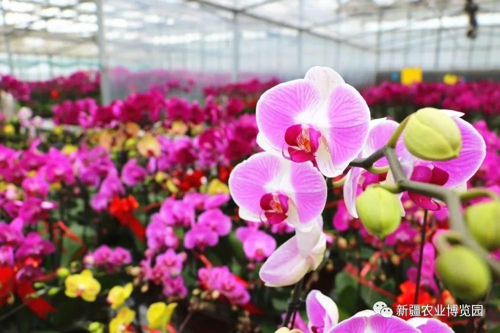 云赏花丨蝴蝶兰绚丽绽放,惊艳了盛夏时光