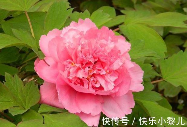 大喜特喜|生肖牛:3月开始大喜特喜,事兴业旺,生活眉开眼笑!