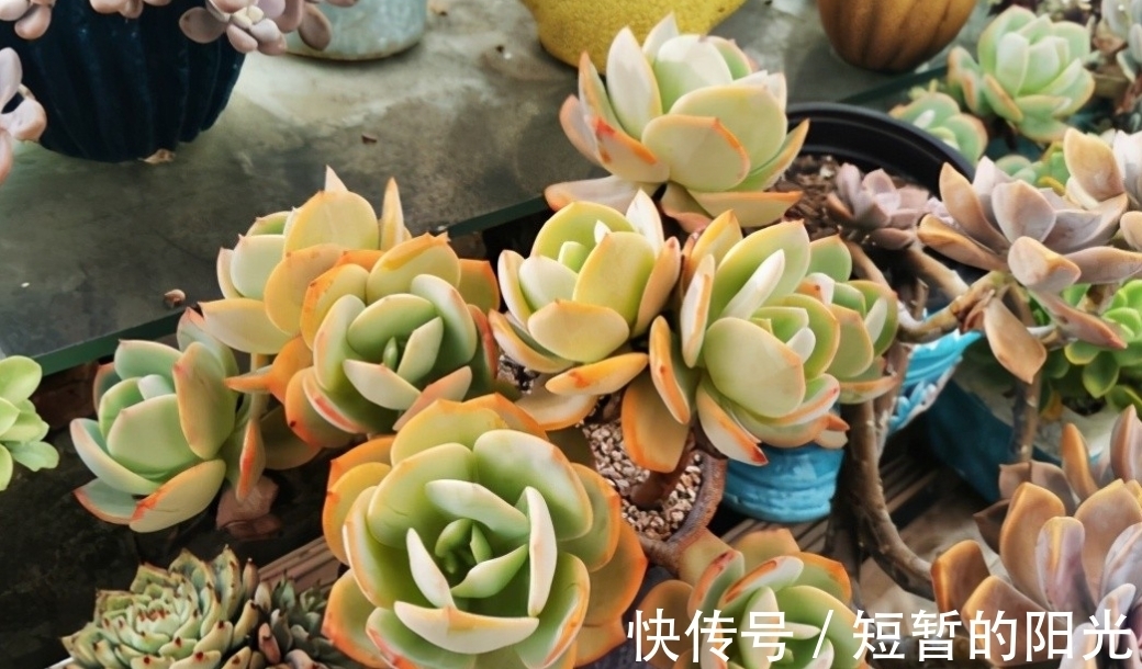 如果不说是白凤，大家能认得出来吗？控养的白凤，完美逆袭