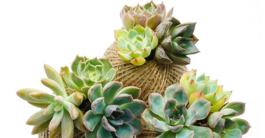 微波炉|多肉配土这样做,简单省事又好用