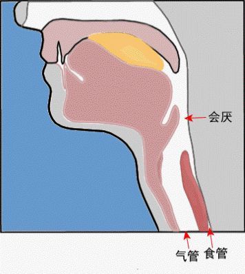 胆汁|【儿医说】有趣的“食物的消化道之旅”，通俗，易懂，快讲给孩子听吧