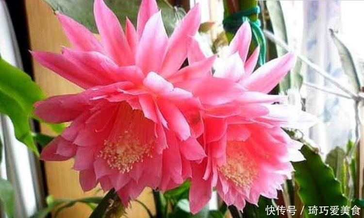 花卉|家养几款花卉，开花勤爱爆盆，直接变成小花园
