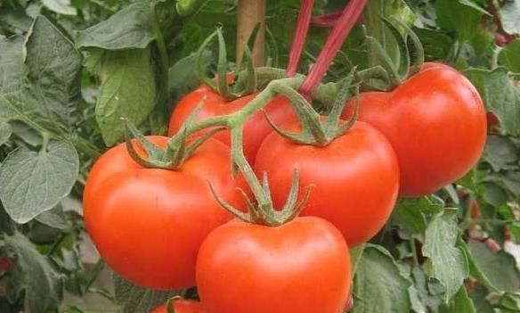 弱酸性|吃西红柿以后,切忌别碰此类食物,不然对身体不利,为健康忌口