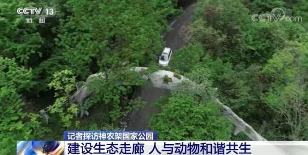 大熊猫|“萌”物来袭！神农架国家公园建设生态走廊 人与动物和谐共生