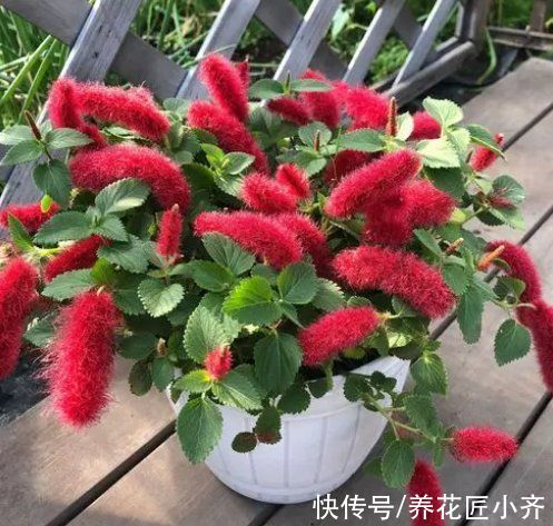 吊兰|4种高颜值吊兰，颜色丰富还好养，更适合新手去养