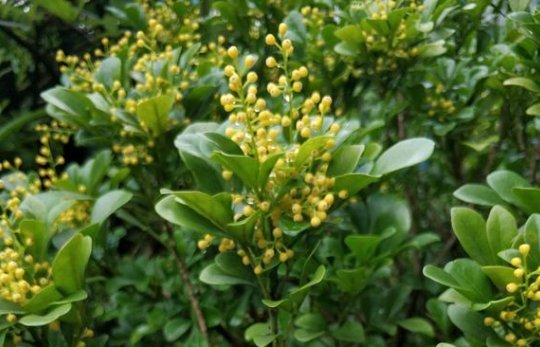 多肉植物|8种常见的花夏季就得“狠劲晒”，越晒长得越旺，越晒越容易开花