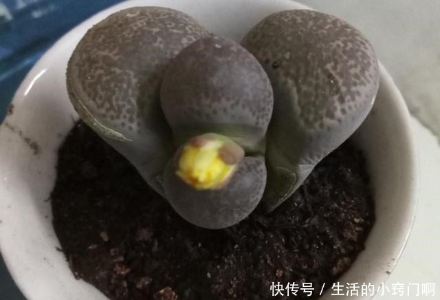 4种“漂亮花”,炎热夏天里,一浇一个死,管住手,花满头!