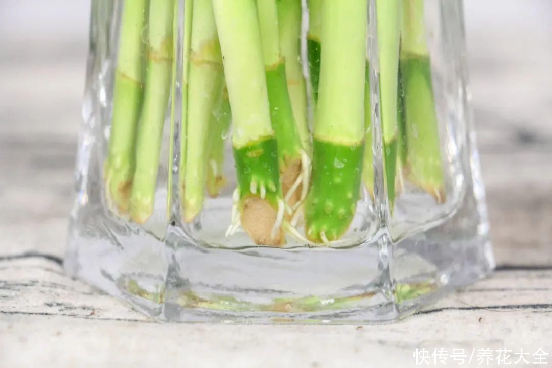 给花浇水掺点白醋，植物根比萝卜还粗，健壮不黄叶