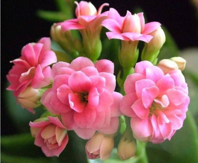 3种花，一养就上瘾，一年四季开花不断，花大色艳很漂亮