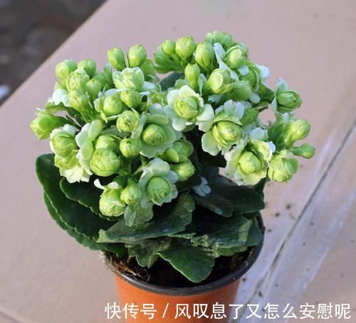 最罕见的花卉,花色新奇,好养易活,是一款爆盆神器,值得拥有