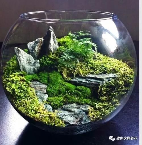 墙角挖了点苔藓 一个月后养成微景观 邻居都来学 粉紫色 墙角挖了点苔藓 一个月后养成微景观 邻居都来学 粉紫色