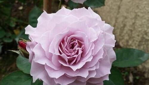  懒人|懒人必养的3种花，丢土里就能活，花色漂亮，花香四溢