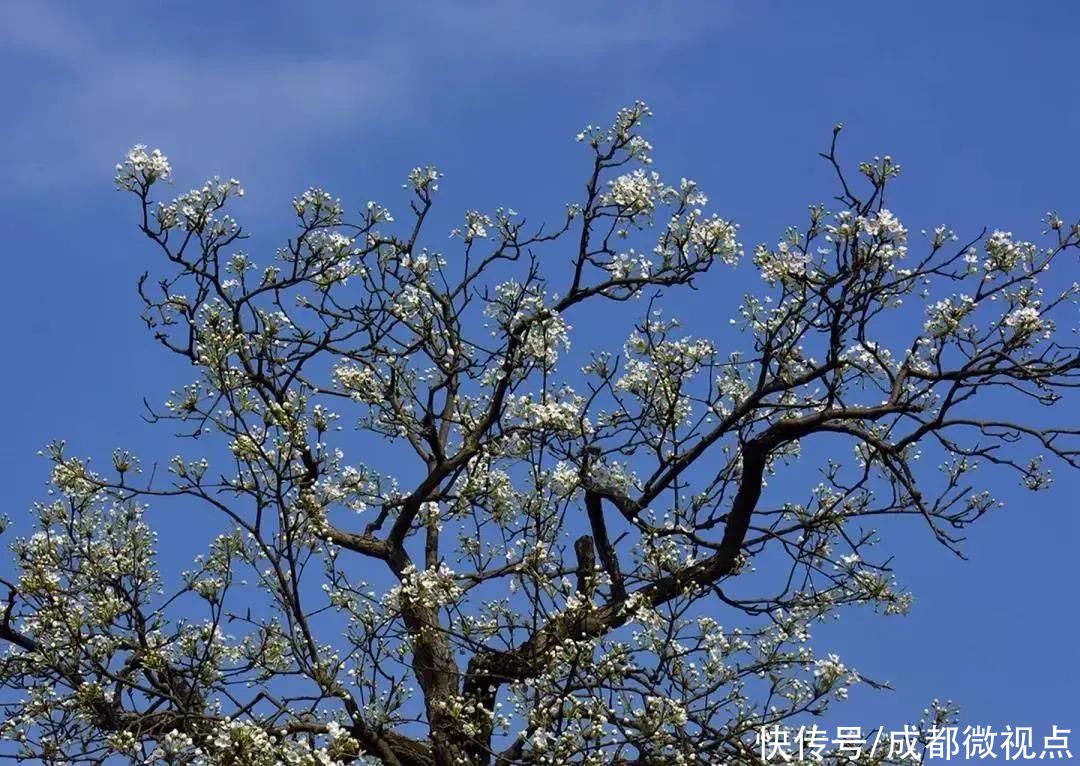 龙泉山第一波春花，来赏