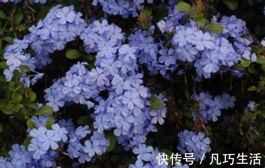 懒人家里养花,此款花卉四季常开,一条藤千朵花,堪称爆盆良才