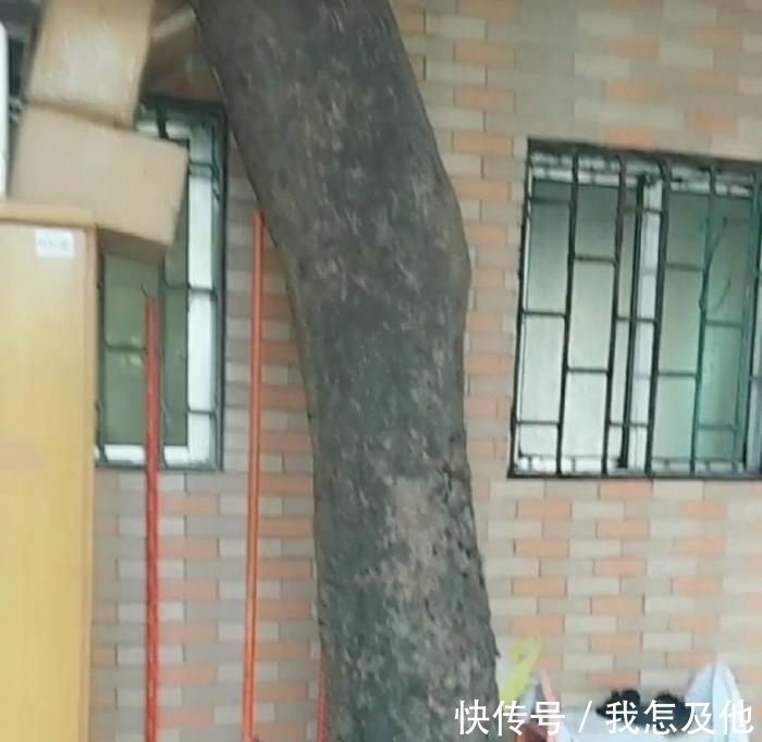 村民|百年老树村民不敢动,为建新房,他们铤而走险,网友:房子不该盖