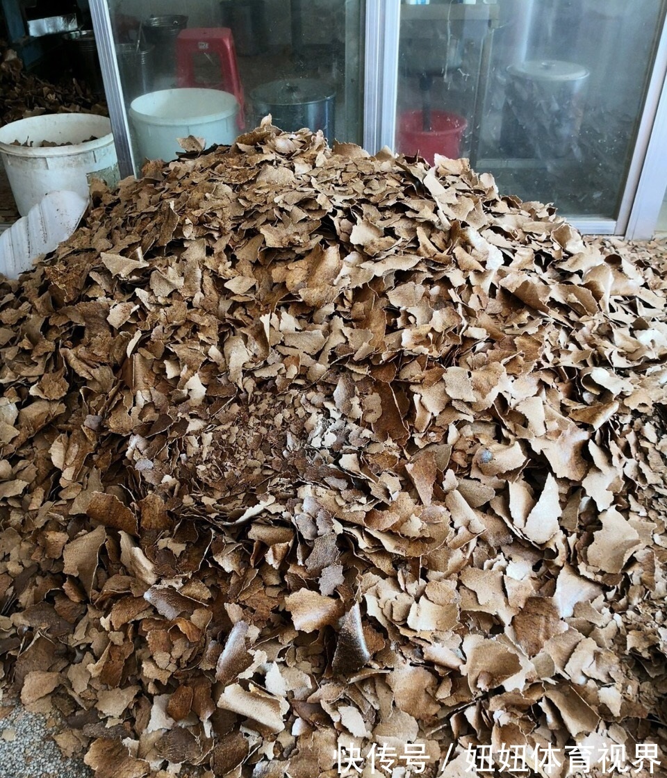 给绿萝“只浇水”永远也养不好！用上3种肥料，叶子油绿、向外冒