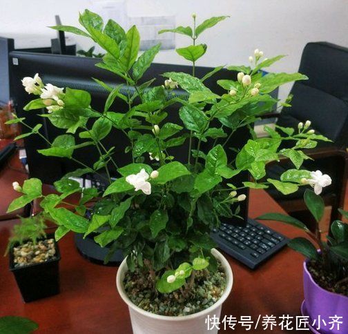 步骤|茉莉花的2种扦插方法，按步骤操作，秋季生根非常快